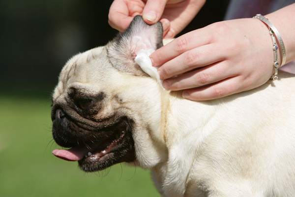 Cleaning doggie ears