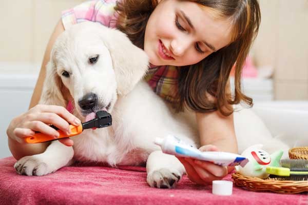 Cleaning doggie teeth