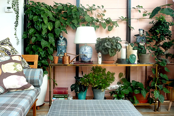 Love Silk Plants